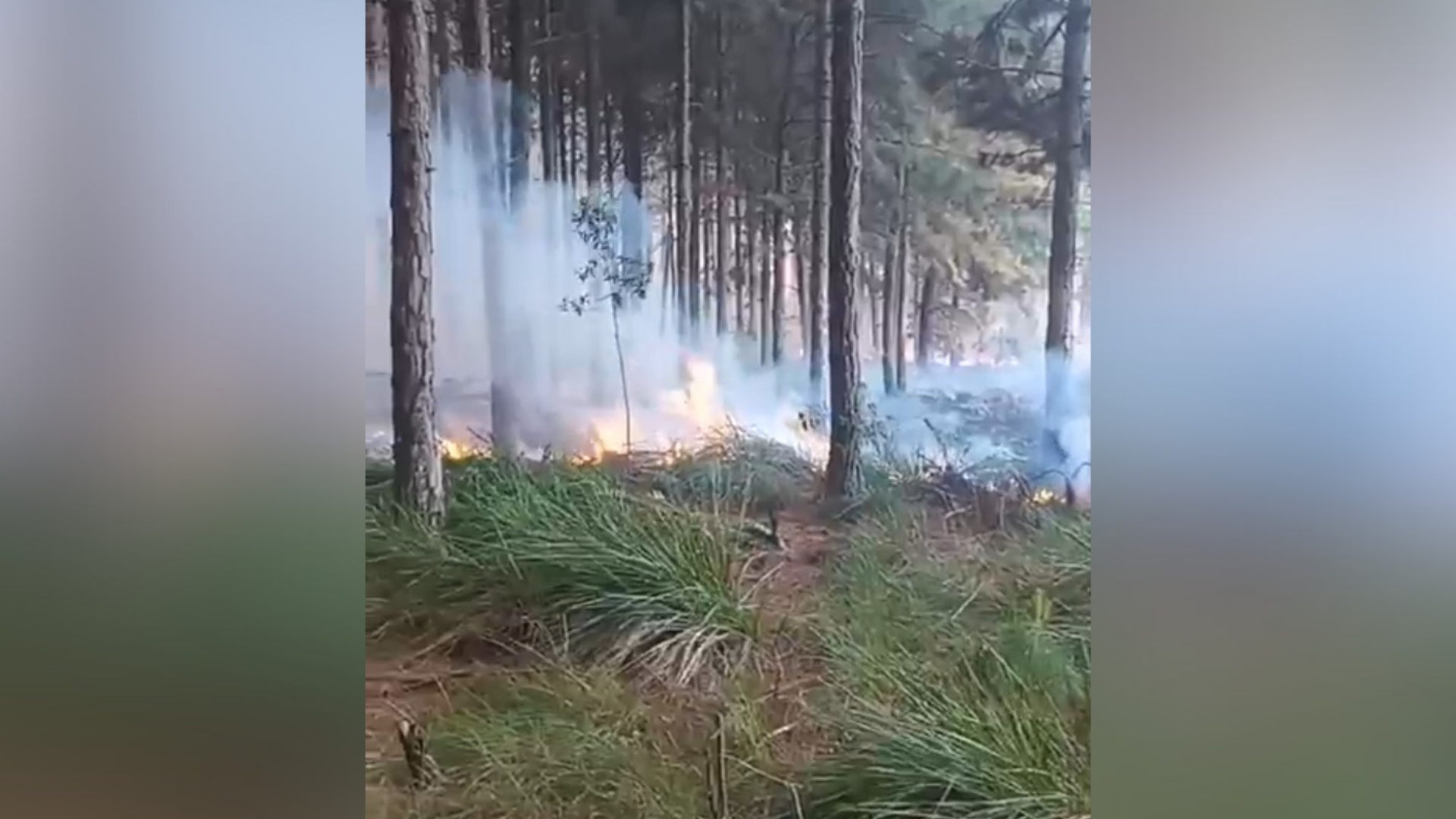 DENÚNCIA_20260118_132621_0000