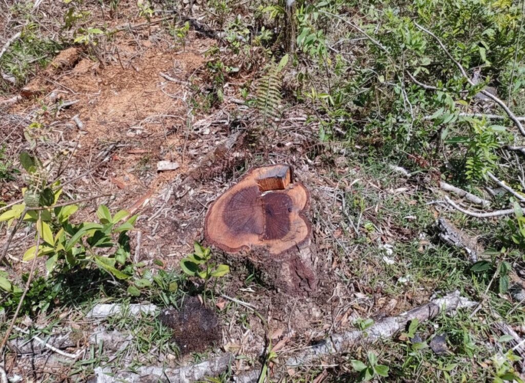 IMG-20260212-WA0010(1)