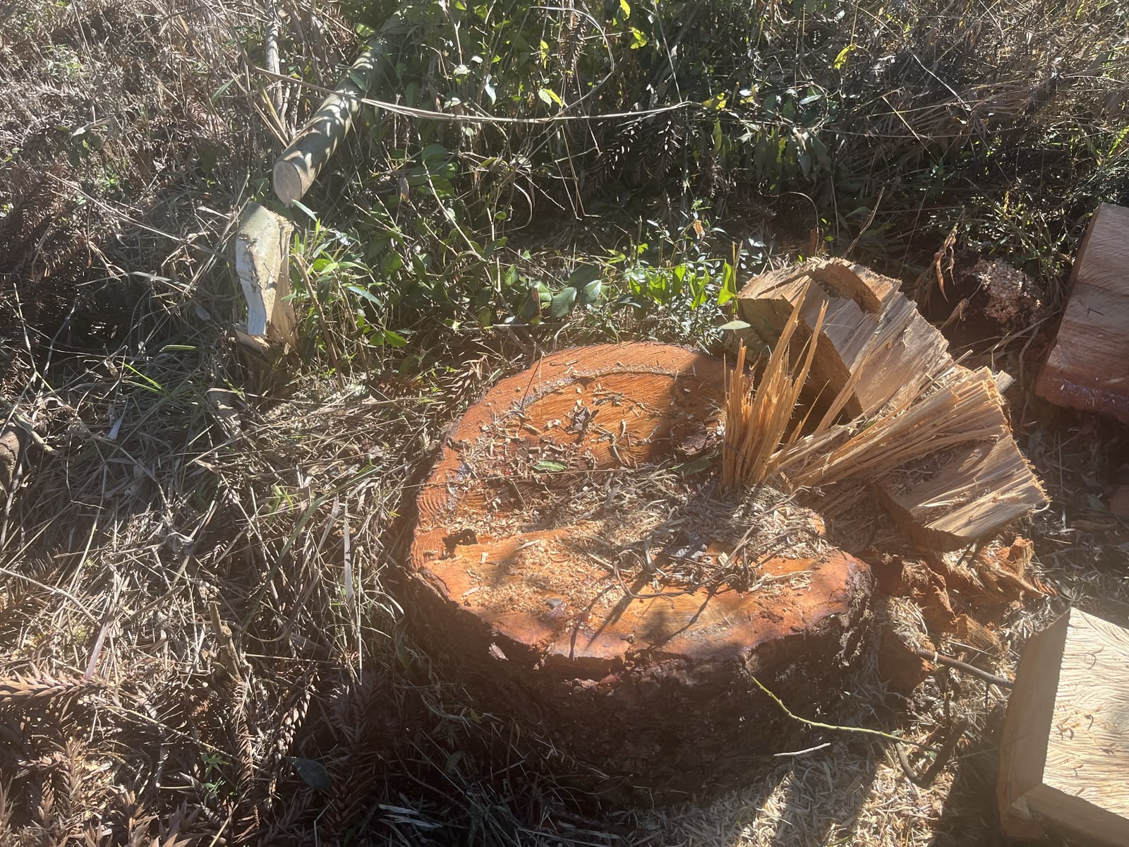 Polícia Ambiental constata corte ilegal de araucárias e canela-branca em Pinhão
